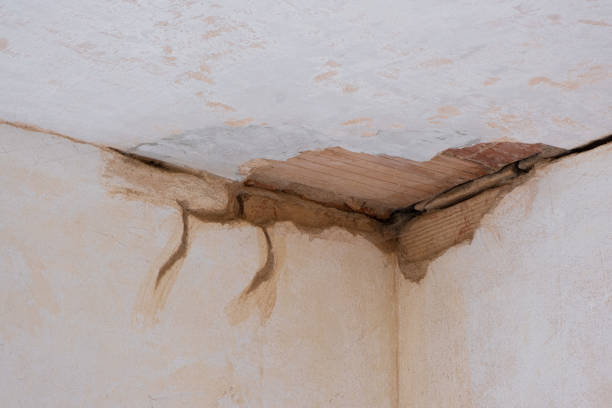 Best Professional water damage repair  in Red Bank, NJ