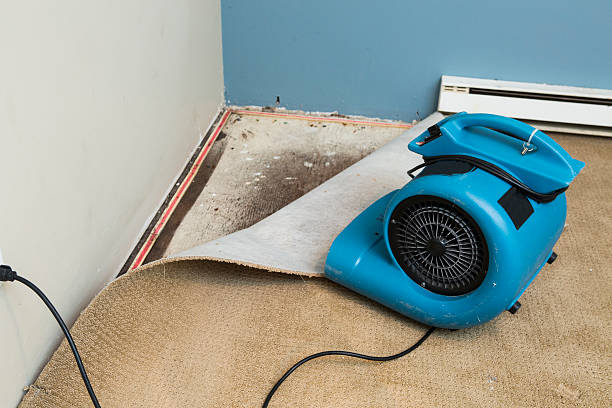 Best Carpet water damage restoration  in Red Bank, NJ